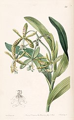 Miniatura para Epidendrum cristatum