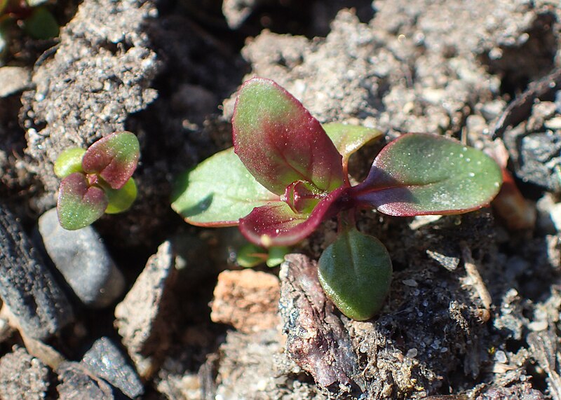 File:Epilobium parviflorum kz10.jpg