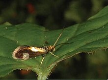 Epimartyria bimaculella1.JPG