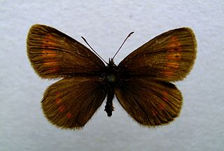 <span class="mw-page-title-main">Sudeten ringlet</span> Species of butterfly