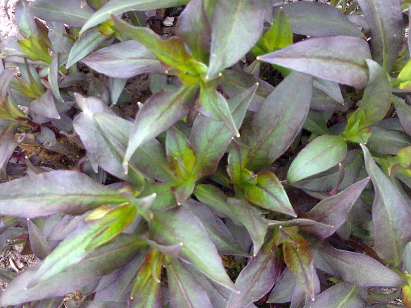 File:Ericales - Phlox paniculata - 1.jpg