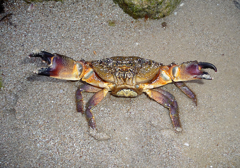 File:Eriphia verrucosa female 2009 G1.jpg