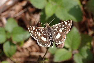 <i>Spialia dromus</i> Species of butterfly