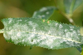 <i>Erysiphe cichoracearum</i> species of fungus