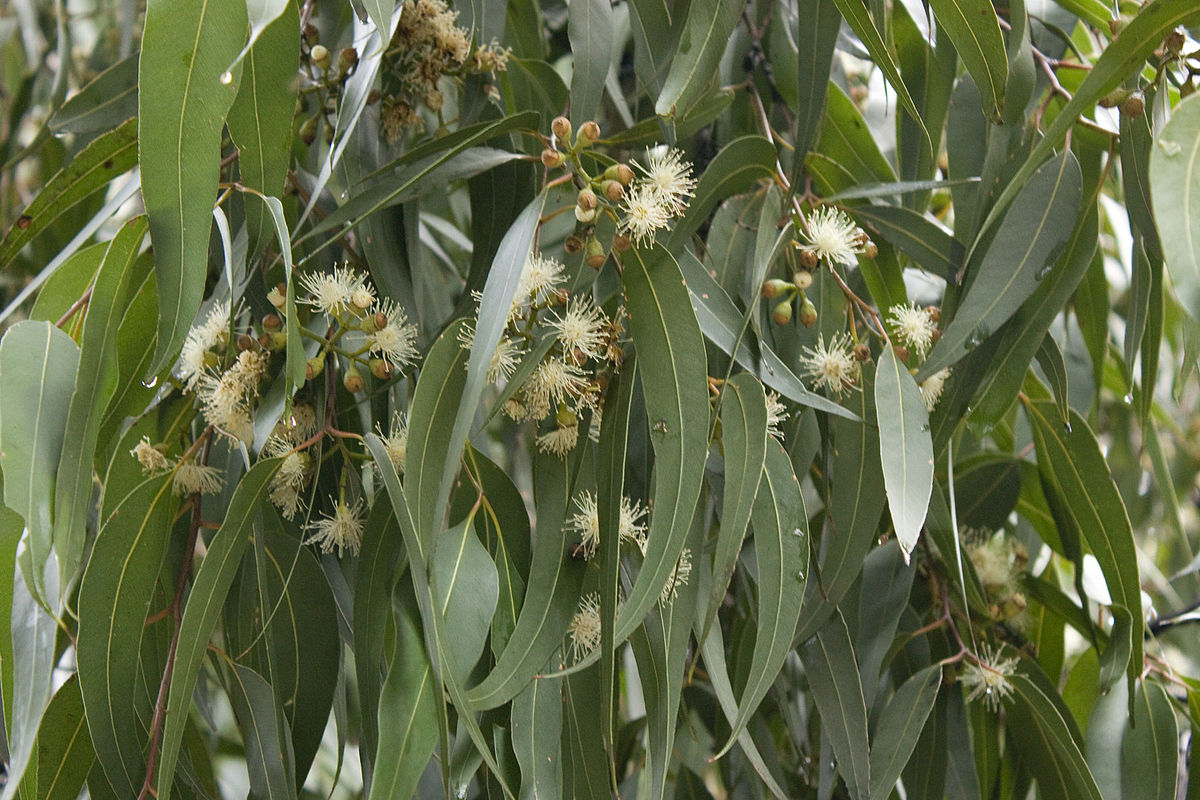 Eucalyptus rhodantha