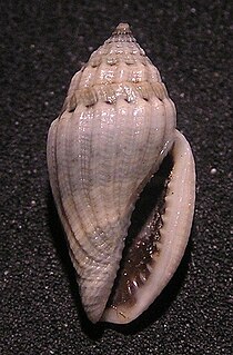 <i>Eucithara novaehollandiae</i> Species of gastropod