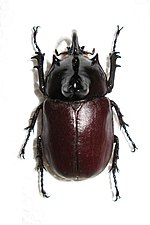 Pienoiskuva sivulle Eupatorus birmanicus