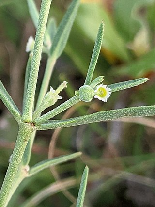 <i>Euphorbia angusta</i> Species of plant