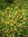 Euphorbia mellifera close-up