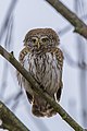 * Nomination Eurasian pygmy owl (Glaucidium passerinum) --Charlesjsharp 08:48, 11 May 2023 (UTC) * Withdrawn  Question Visible CA on the branch. Could you correct it? --LexKurochkin 09:07, 11 May 2023 (UTC) I withdraw my nomination Charlesjsharp 11:24, 11 May 2023 (UTC)