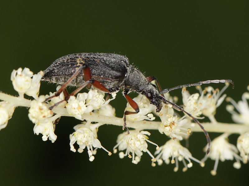 File:Evodinus clathratus (Cerambycidae) (7662986120).jpg