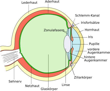 Makuladegeneration Wikiwand