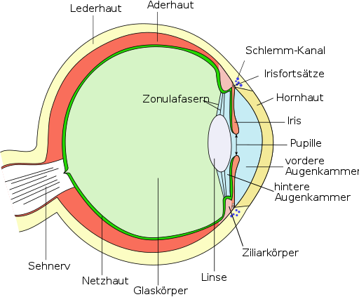 Schematische Darstellung des menschlichen Auges