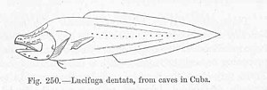 Miniatuur voor Lucifuga dentata