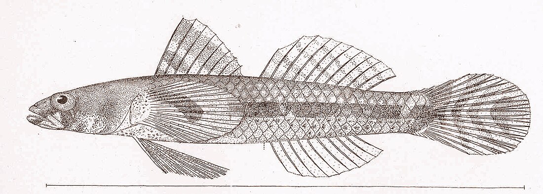 繁口阿匍鰕虎魚