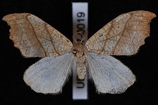 <i>Falcaria bilineata</i> Species of hook-tip moth