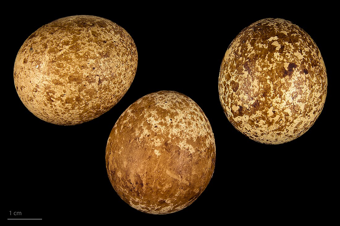 File:Falco naumanni MHNT.ZOO.2010.11.104.2.jpg