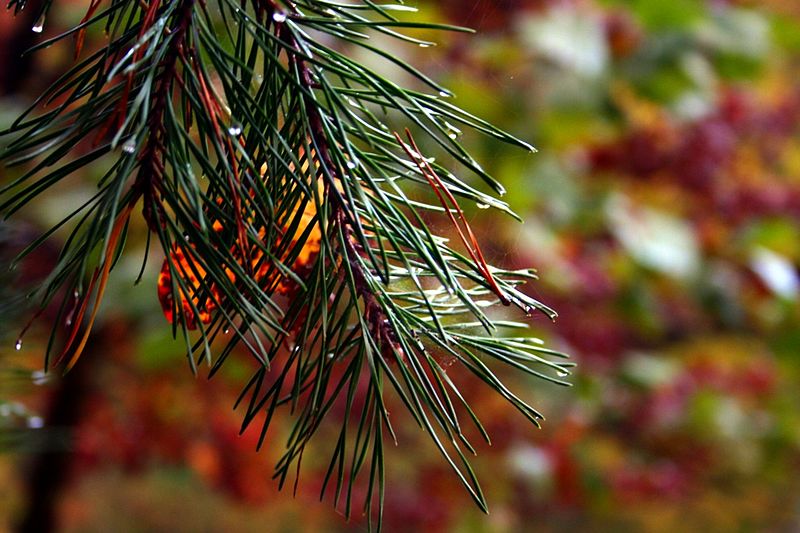 File:Fall-pine-tree-web - West Virginia - ForestWander.jpg