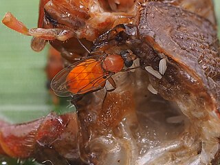 <i>Megaselia aurea</i> Species of fly