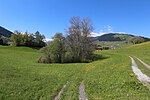 Feuchtbiotop Wirtsee westlich der Kirche von Grinzens