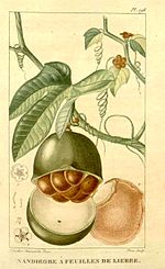 Thumbnail for Fevillea cordifolia