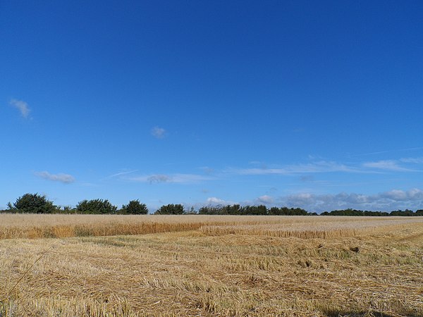 Wheatfield in County Kildare, Ireland