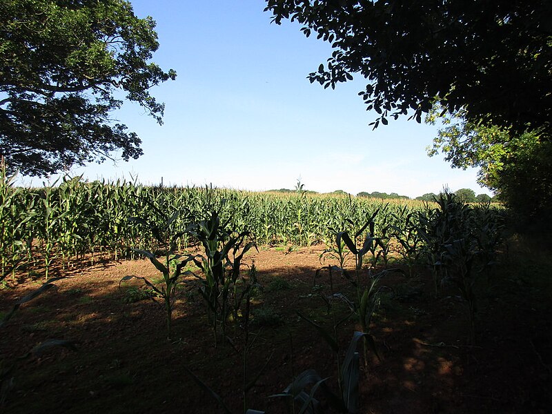 File:Field of maize near Withymoor Farm - geograph.org.uk - 5129759.jpg
