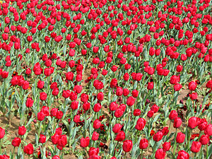Field of tulips - floriade canberra.jpg