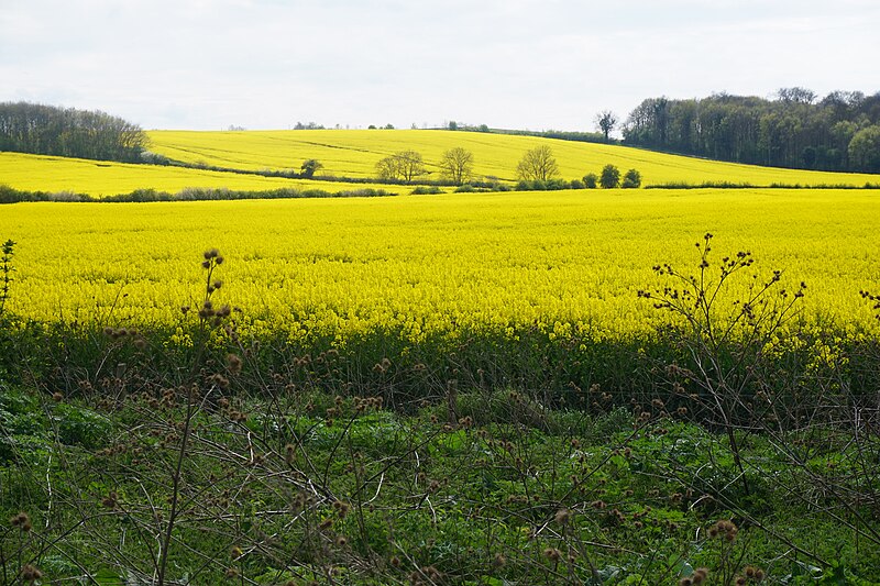 File:Fields of oil seed rape near Alwalton - geograph.org.uk - 4460541.jpg