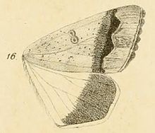 Ophiusa dianaris Fig.16-Ophiusa dianaris (Guenee, 1852) (syn.Pandesma tempica).jpg