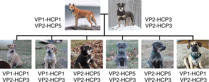 File:Fig. 3 - A family of dogs segregating dominant yellow and two black back haplotypes.webp