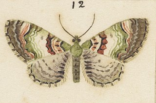 <i>Pasiphila punicea</i> Species of moth