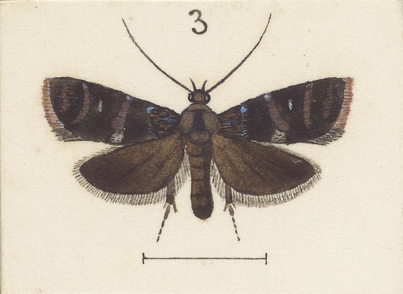 File:Fig 3 MA I437894 TePapa Plate-XXXIII-The-butterflies full (cropped).jpg