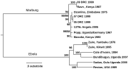 Miniatura per Fitxer:Filovirus phylogenetic tree.svg