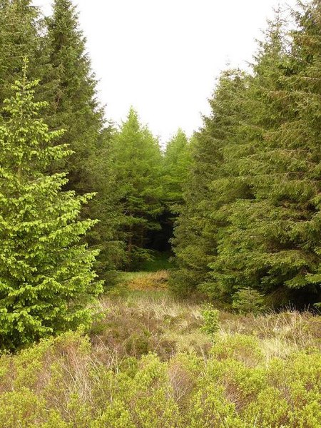 File:Firebreak in Forest - geograph.org.uk - 438128.jpg