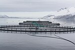 Thumbnail for Offshore aquaculture