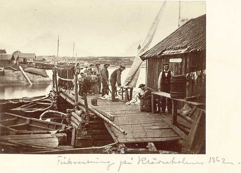 File:Fish cleaning at Klädesholmen, Tjörn, Sweden (3471165582).jpg