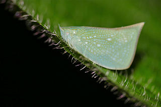 <i>Lawana</i> Genus of planthoppers