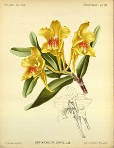 plate 30 Dendrobium lowii