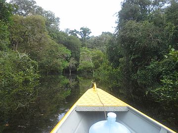 File:Flooded_Forest.jpg