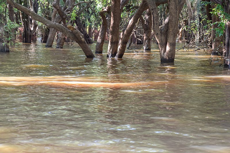 File:Flooded trees in Kampong Phlouk (1).jpg