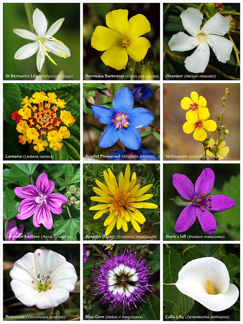 Flowering plant - Wikipedia