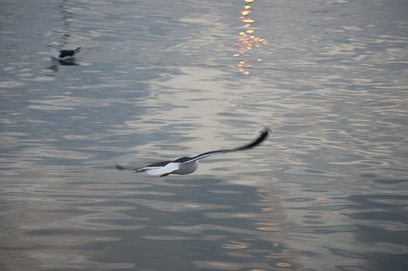 File:Flying in the twilight 2.JPG