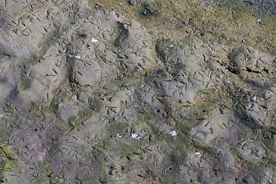 Footprints of waterbirds