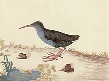 Watercolour made by Georg Forster on James Cook's second voyage to the Pacific Ocean. This picture is the holotype for the species. Forster Rallus caerulescens.jpg