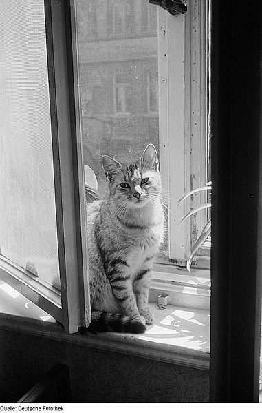 File:Fotothek df roe-neg 0006570 029 Bild Eine auf einem Fensterbrett sitzende Katze.jpg