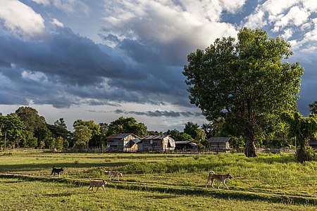 "Four_dogs_running_at_golden_hour_in_the_countryside_of_Don_Det_Laos.jpg" by User:Basile Morin