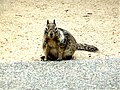 Vignette pour Werpol (Sciurus niger niger)