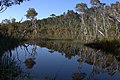 Fraser Island Bowarrady Creek Reflections.jpg