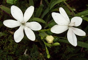 Freesia laxa (white form).jpg